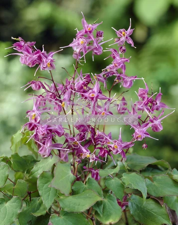 Epimedium Lilafee | 25 pce