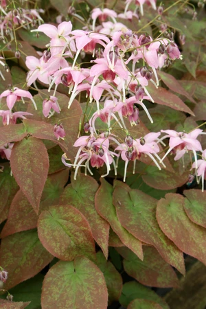 Epimedium Pretty in Pink | 250 pce