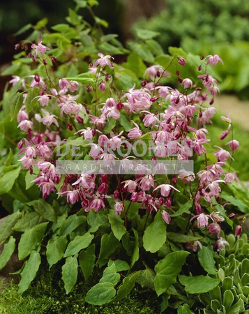 Epimedium Roseum | 250 pce