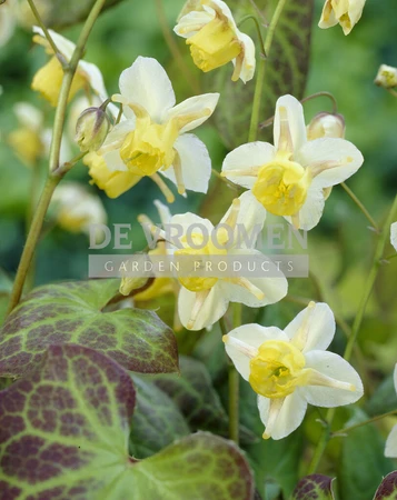 Epimedium Sulphureum | 250 pce