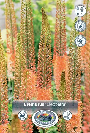 Eremurus Cleopatra | 50 pce - image 1