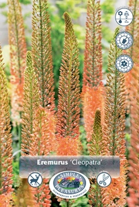 Eremurus Cleopatra | 50 pce - image 2