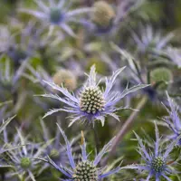 Eryngium