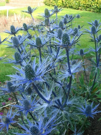 Eryngium Big Blue PBR | 150 pce
