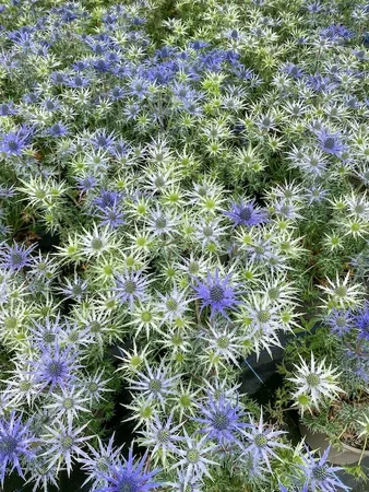 Eryngium bourgatii | 25 pcs
