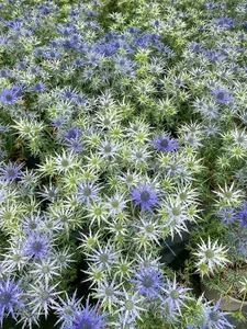 Eryngium bourgatii | 25 pcs