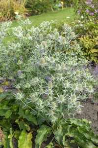 Eryngium Magical White Lagoon NEW | 25 pcs
