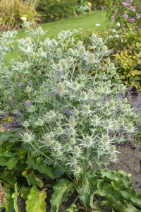Eryngium Magical White Lagoon NEW | 25 pcs