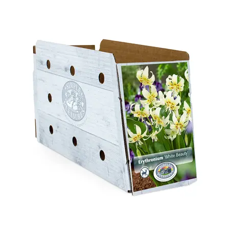 Erythronium White Beauty | Capper 20 x 4 - image 2