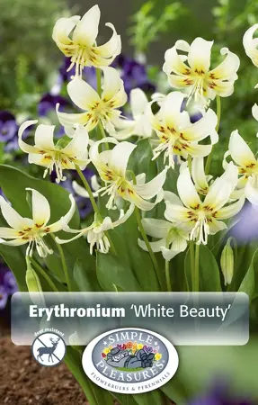 Erythronium White Beauty | Capper 20 x 4 - image 1