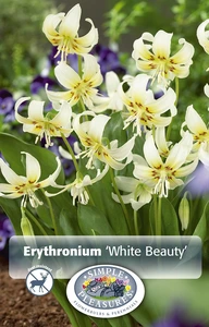 Erythronium White Beauty | Capper 20 x 4 - image 3