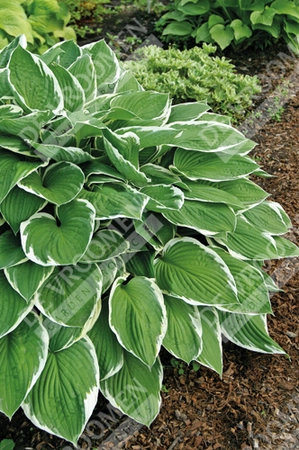 Hosta Francee | 400 pcs