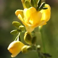 Freesia
