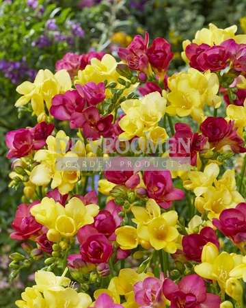Freesia Dreamscape Mix | Capper 18 x 30