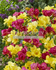 Freesia Dreamscape Mix | Capper 18 x 30