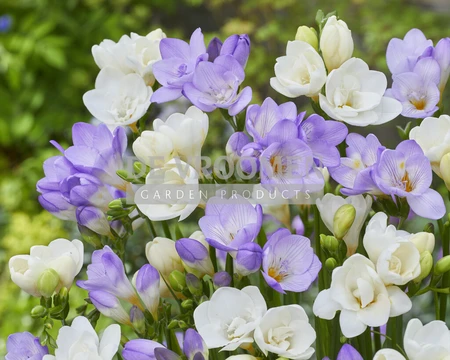 Freesia Lavender Breeze Mix | Capper 18 x 30