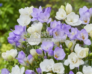 Freesia Lavender Breeze Mix | Capper 18 x 30