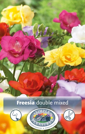 Freesia Mixed Double Freesia | Capper 15 x 10