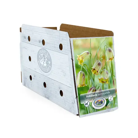 Fritillaria Acmopetala | Cappers 10 x 20 - image 2