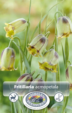 Fritillaria Acmopetala | Cappers 10 x 20 - image 3