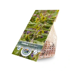 Fritillaria Green Eyes | 12 pce - image 2