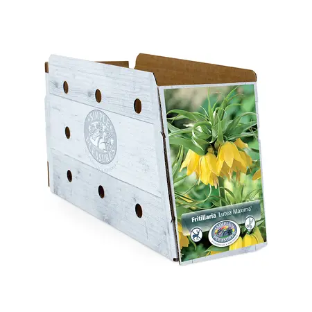 Fritillaria imperialis Lutea Maxima | 12 pce - image 2