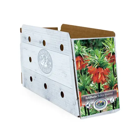 Fritillaria imperialis Rubra Maxima | 12 pce - image 2