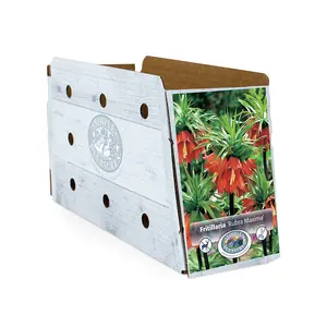 Fritillaria imperialis Rubra Maxima | 12 pce - image 2