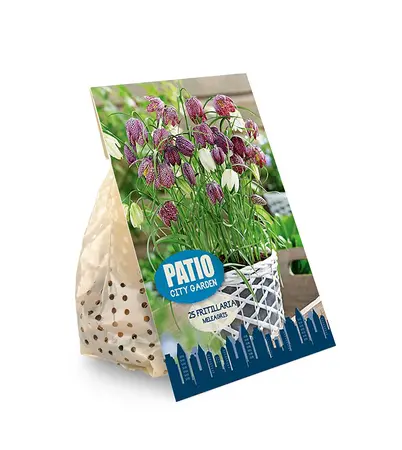 Fritillaria Meleagris | Cappers 20 x 20 - image 2