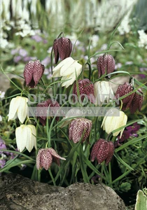 Fritillaria Meleagris Mix | 100 pce