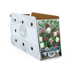 Fritillaria Meleagris (Mixed Colors) | Cappers 15 x 15 - image 2