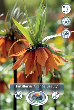 Fritillaria Orange Beauty | 50 pce - image 1