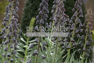 Fritillaria Persica | 25 pce