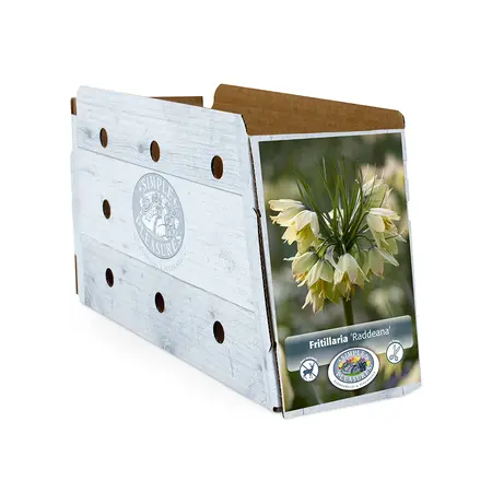 Fritillaria Raddeana | 16 pce - image 2