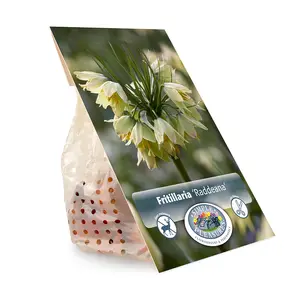 Fritillaria Raddeana | 16 pce - image 3