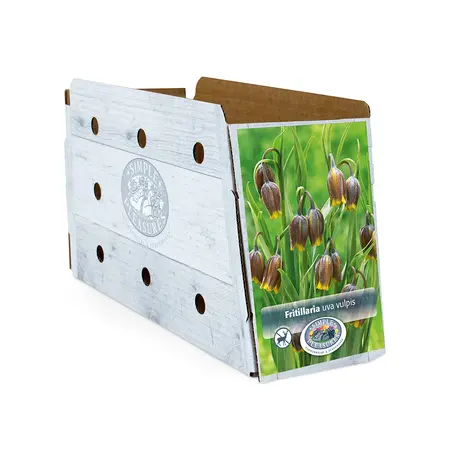 Fritillaria Uva Vulpis | Cappers 25 x 20 - image 2