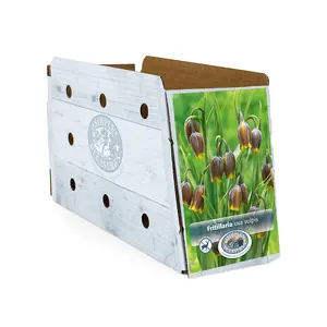 Fritillaria Uva Vulpis | Cappers 25 x 20 - image 2