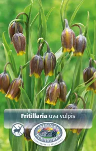 Fritillaria Uva Vulpis | Cappers 25 x 20