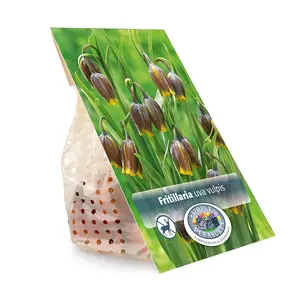 Fritillaria Uva Vulpis | Cappers 25 x 20 - image 3