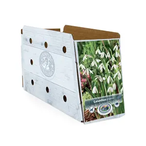 Galanthus elwesii | Cappers 10 x 15 - image 2