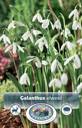 Galanthus elwesii | Cappers 10 x 15 - image 1