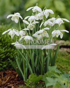 Galanthus Flore Pleno | 50 pce