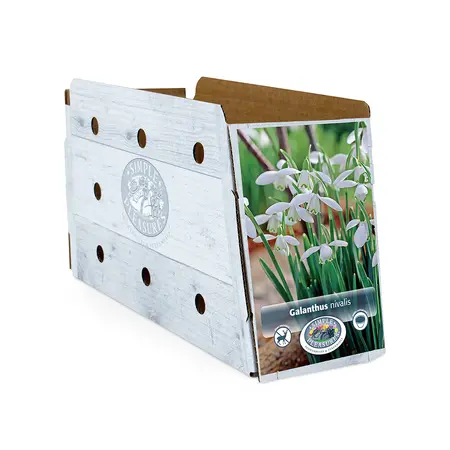 Galanthus nivalis | Cappers 10 x 15 - image 2