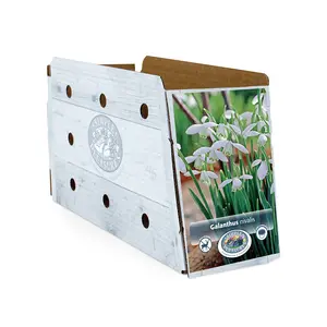 Galanthus nivalis | Cappers 10 x 15 - image 2
