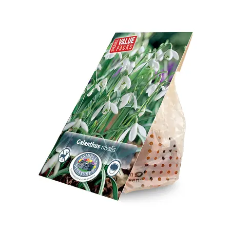 Galanthus nivalis | Cappers 25 x 15 - image 2