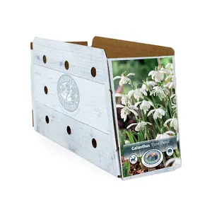 Galanthus Nivalis Flore Pleno | Cappers 5 x 15 - image 2