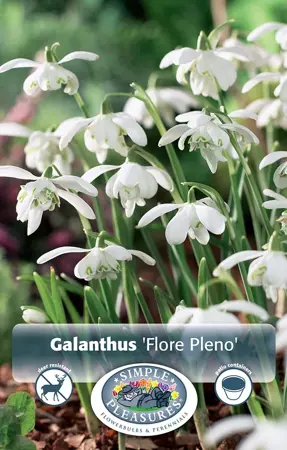 Galanthus Nivalis Flore Pleno | Cappers 5 x 15 - image 1