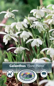 Galanthus Nivalis Flore Pleno | Cappers 5 x 15