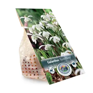 Galanthus Nivalis Flore Pleno | Cappers 5 x 15 - image 3
