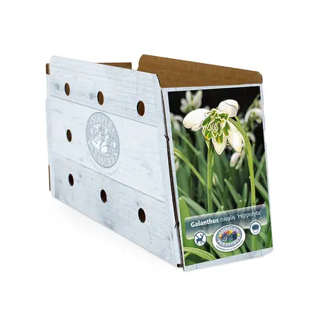 Galanthus Nivalis Hippolyta | Cappers 5 x 20 - image 2